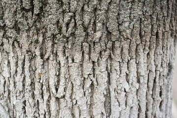 Tree bark texture close up. Nature background