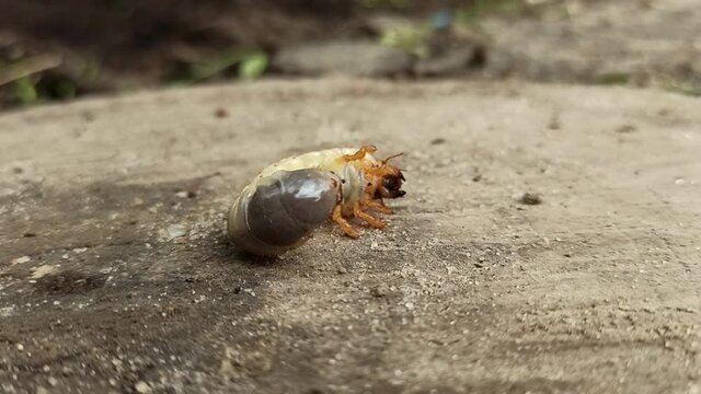 White and ugly larva of may-bug moving on surface close up