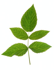 Fototapeta na wymiar Raspberry leaf shot on white, back light