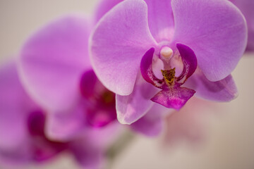 Close up of fuchsia coloured phalaenopsis orchid flower