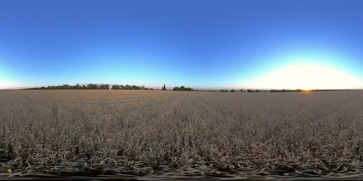 4K 360 VR Virtual Reality Wheat Fields at Sunset