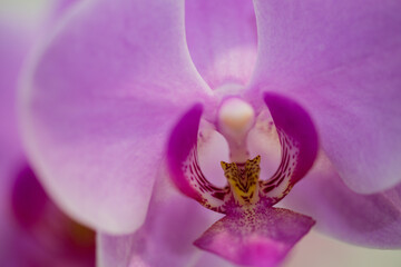 Close up of fuchsia coloured phalaenopsis orchid flower