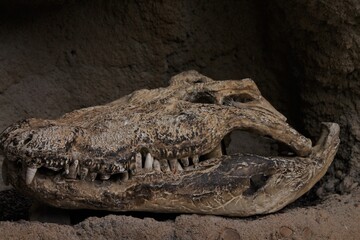 alligator scull