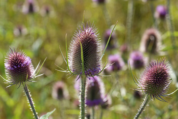Green wild Teasel or thistle, spiky plant with thorn on a meadow