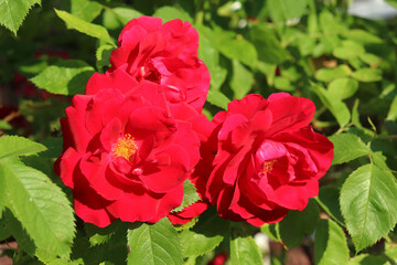 bushes of red roses in the garden
