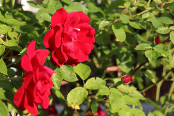 bushes of red roses in the garden