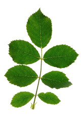 Rose leaf shot on white