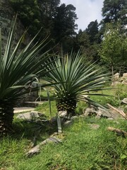 Maguey