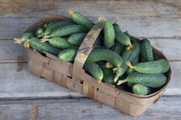 Large basket of cucumbers from the garden bed