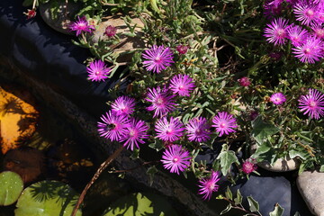 Beautiful cactus plant of the genus Delosperma bloom