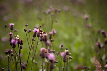  butterfly on purple wildflowers in a meadow
