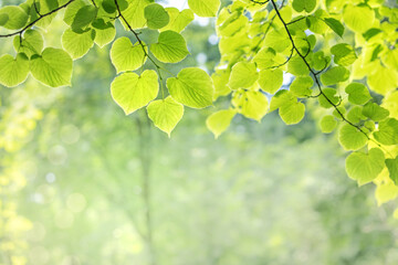 Fototapeta na wymiar green leaves on a tree in the sun, summertime background, eco summer background, linden leaves