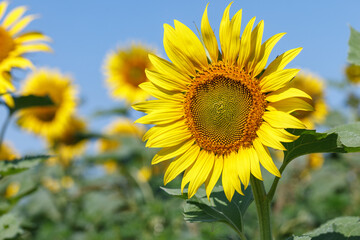 Sunflower natural background. Sunflower blooming. Close-up of sunflower