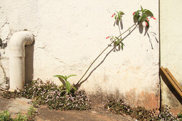 Hibiscus blossoms Hibiscus sabdariffa, wall, Sao Paulo, Brazil