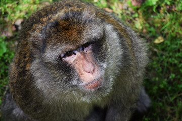 patrząca małpa, makak