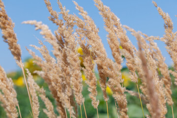 Common reed, dry reed against blue sky, phragmites. Close-up