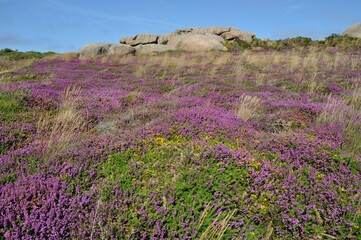 Obraz premium Heather and rock on the pink granite coast in Brittany