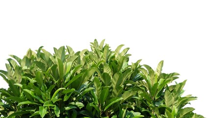 Tropical elephant apple tree with leaves branches on white isolated background for green foliage backdrop 