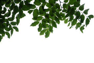 Tropical tree leaves with branches on white isolated background for green foliage backdrop 