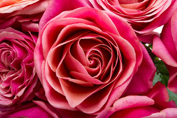 beautiful pink rose isolated
