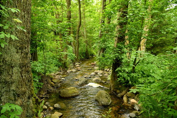 View of a small shallow stream flowing through a dense forest or moor full of coniferous trees and looking like a jungle with rocks and herbs scattered everywhere seen in Poland