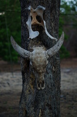 Fototapeta na wymiar animal skull on a tree