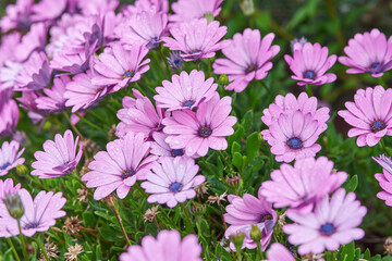 Closeup of bright colorful daisy flowers with water drops on petals growing on flowerbed in spring garden