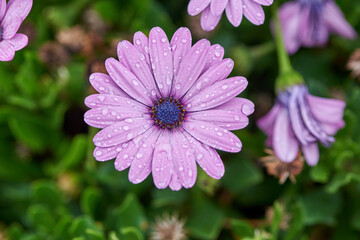 Closeup of bright colorful daisy flowers with water drops on petals growing on flowerbed in spring garden