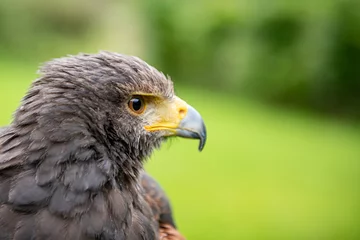 Zelfklevend Fotobehang close up of an eagle © Sofia Galion