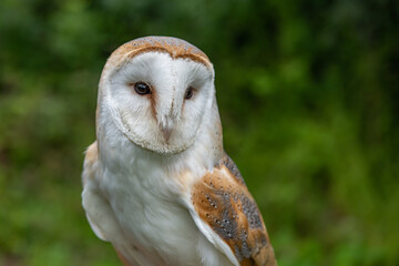 barn owl portrait