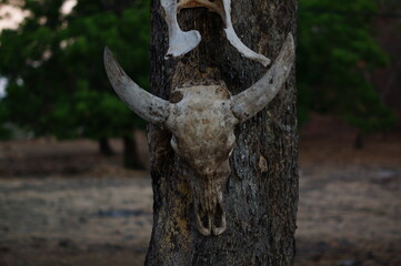 animal skull on a tree