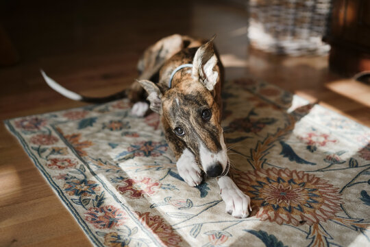 Cute white and brown Spanish Galgo dog lying on floor in cozy apartment and looking at camera
