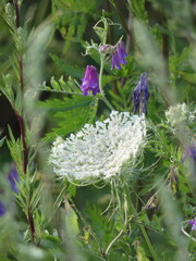 dzika marchew i fioletowe kwiaty © Natalia