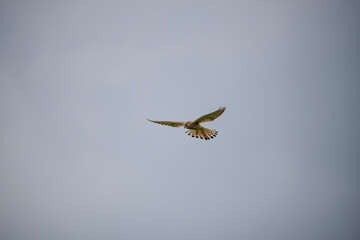 yellow legged hawk