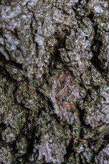 Fototapeta premium hard structured tree skin 