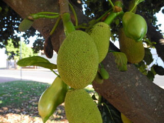 jackfruit on tree