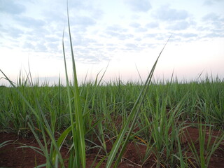 grass and sky