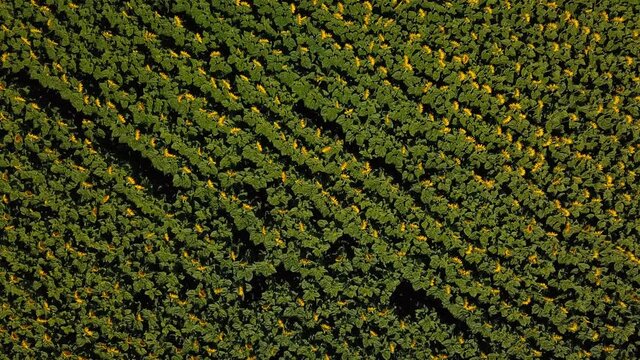 vue plongeante &agrave; la verticale en drone sur un champ d'agriculture de tournesols qui se balancent avec le vent