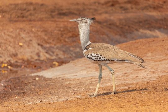 Full length of long legged Avutarda Kori or Kori bustard bird native to Africa standing on dry land in Savuti area in Botswana