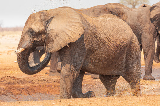 Group of elephants gathering on sandy ground near dry plants in Savuti area in Botswana