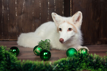 Fototapeta na wymiar white fox green New Year decorations