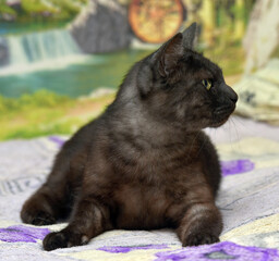 black cat with white undercoat on the couch