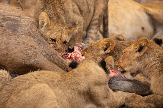 Closeup of group of wild lioness devouring killed kudu antelope in Savuti in Southern Africa