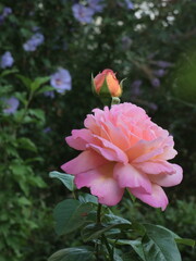 róże i hibiskus