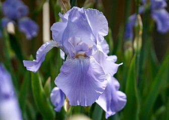 iris flower in the garden