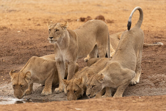 Group of wild lionesses drinking water from pond in savanna in Savuti in Botswana