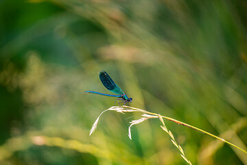 Dragonfly on the grass wire