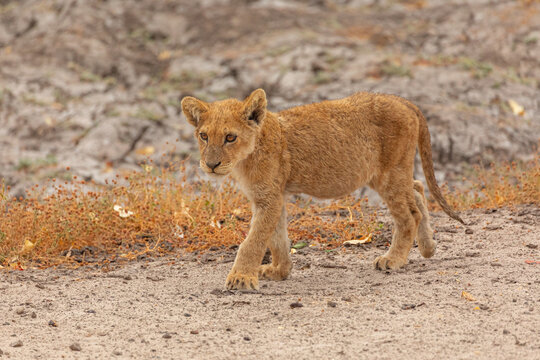 Full length of little wild lion cub walking in Savuti area in Southern Africa