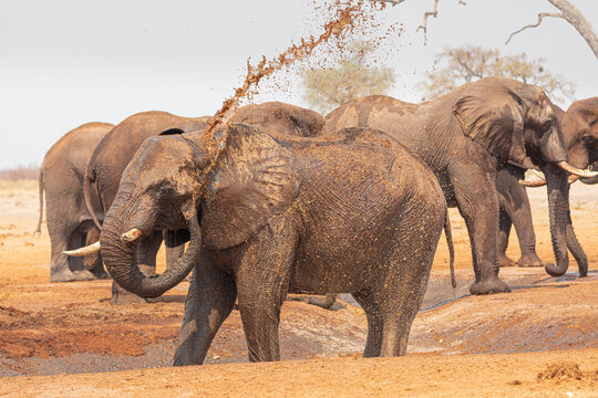 Group of elephants gathering on sandy ground near dry plants in Savuti area in Botswana