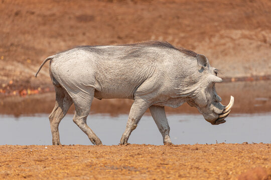 Full length of wild common warthog standing near small pond in Savuti area in Botswana